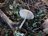Clitocybe fragrans image