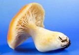 Hygrophorus speciosus image