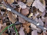 Trametes hirsuta image