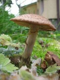 Armillaria gallica image