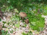 Armillaria gallica image