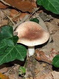 Hygrophorus arbustivus image