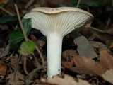 Hygrophorus arbustivus image