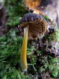 Pluteus romellii image