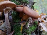 Pluteus romellii image
