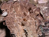 Trichaptum fuscoviolaceum image