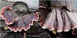 Xylobolus illudens image