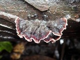 Xylobolus illudens image
