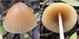 Parasola conopilea image