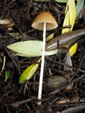 Parasola conopilea image