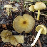 Bolbitius titubans var. olivaceus image