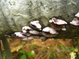 Chondrostereum purpureum image