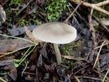 Pluteus cinereofuscus image