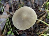 Pluteus cinereofuscus image