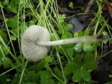 Pluteus cinereofuscus image