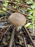 Megacollybia platyphylla image