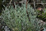 Cladonia rei image