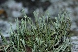Cladonia rei image