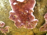 Chondrostereum purpureum image