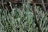 Cladonia rei image