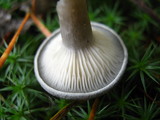Cantharellula umbonata image