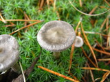 Cantharellula umbonata image