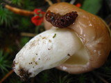 Suillus brevipes image