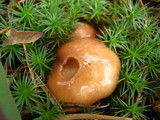 Suillus brevipes image