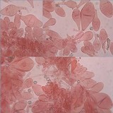 Pluteus cinereofuscus image