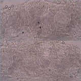 Pluteus cinereofuscus image