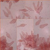 Parasola conopilea image