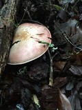 Agaricus hondensis image