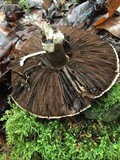 Agaricus hondensis image