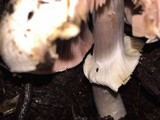 Agaricus hondensis image