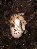 Agaricus hondensis image