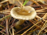 Clitocybe trulliformis image