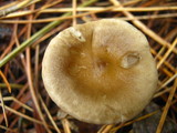 Clitocybe trulliformis image
