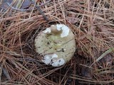 Russula clavipes image