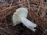 Russula clavipes image