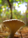 Clitocybe trulliformis image