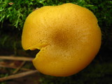 Tricholomopsis decora image