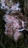Mycogone rosea image