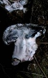 Mycogone rosea image