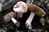 Hebeloma crustuliniforme image