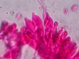 Mycena crocea image