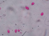 Mycena crocea image