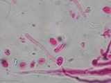 Mycena crocea image