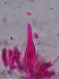 Mycena crocea image