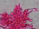 Mycena crocea image