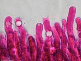 Pseudocraterellus calyculus image